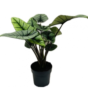 Alocasia