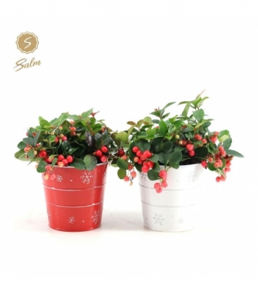 Gaultheria