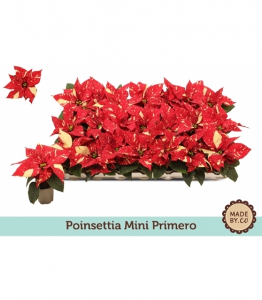 Poinsettia