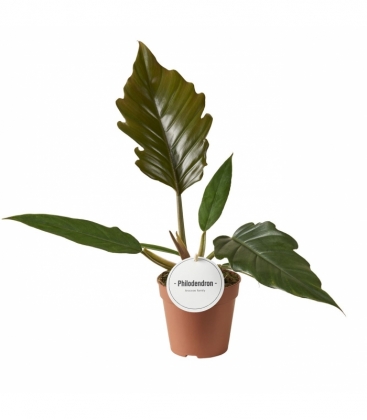 Philodendron