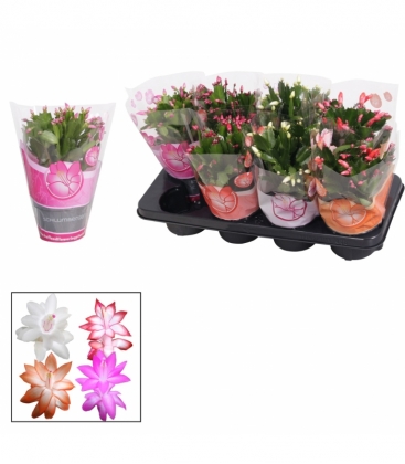 Schlumbergera