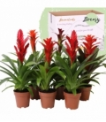 Bromelia