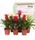 Guzmania