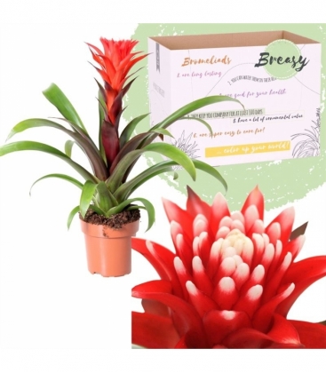 Guzmania