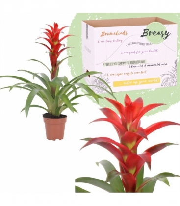 Guzmania