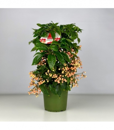 Ardisia