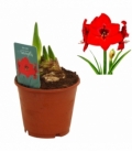 Amaryllis