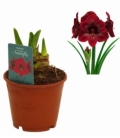 Amaryllis