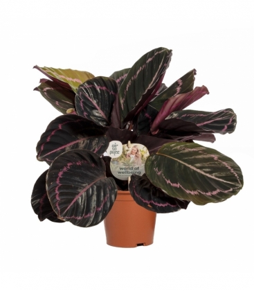 Calathea