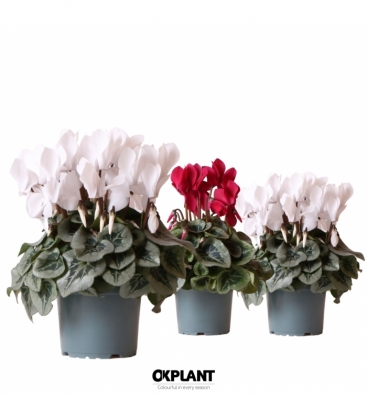 Cyclamen