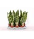 Sansevieria