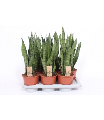 Sansevieria