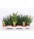 Sansevieria