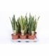 Sansevieria