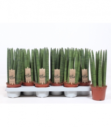 Sansevieria