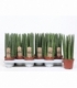 Sansevieria