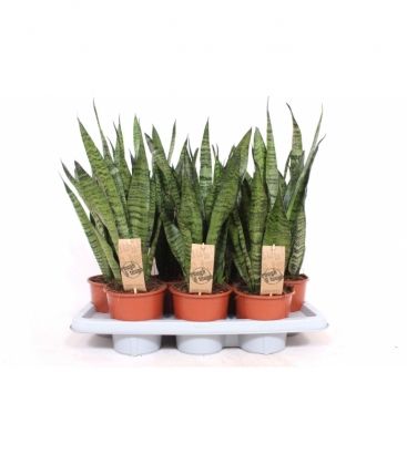 Sansevieria