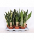 Sansevieria