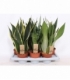 Sansevieria