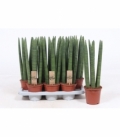 Sansevieria