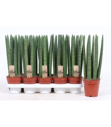 Sansevieria