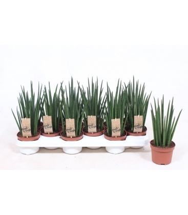 Sansevieria