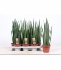 Sansevieria