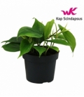 Philodendron