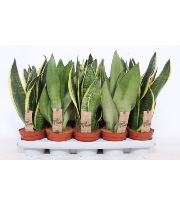 Sansevieria