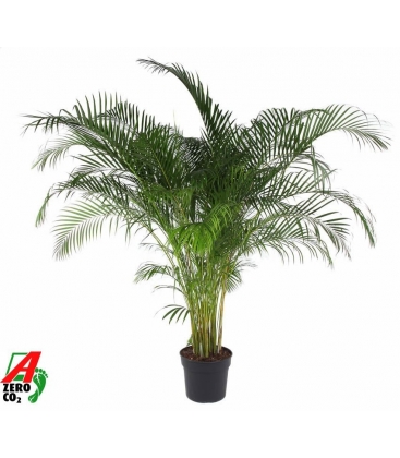 Dypsis