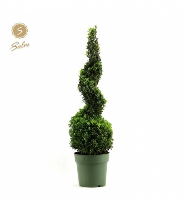 Buxus