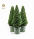 Buxus