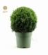 Buxus