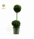 Buxus