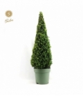 Buxus