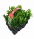 Buxus