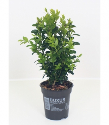 Buxus