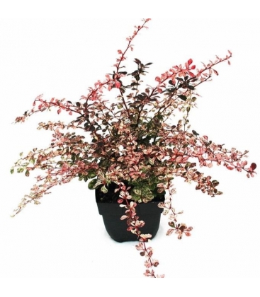 Berberis