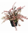 Berberis