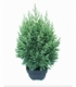 Juniperus