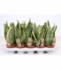 Sansevieria