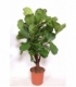 Ficus