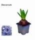 Hyacinthus