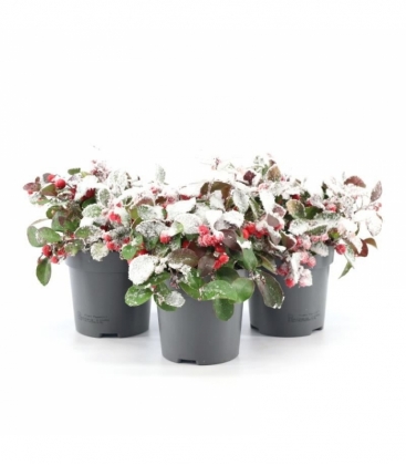 Gaultheria