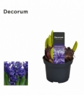 Hyacinthus