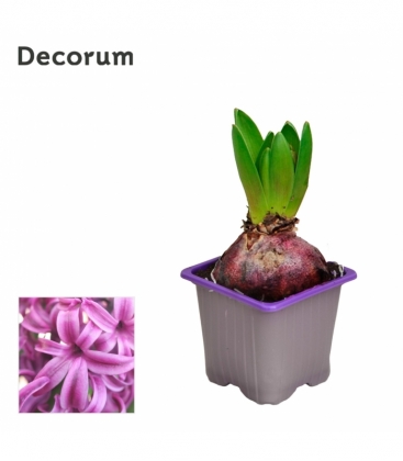 Hyacinthus