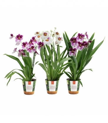 Miltonia