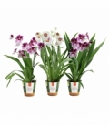 Miltonia