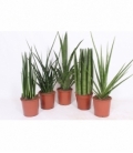 Sansevieria