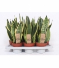 Sansevieria